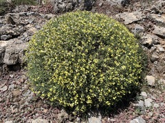 Vella spinosa