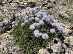 Globularia spinosa