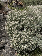 Hormathophylla spinosa