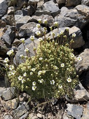 Saxifraga erioblasta