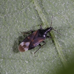 Anthocoris confusus
