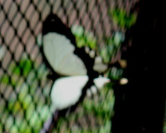 Papilio dardanus cenea