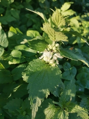 Lamium album