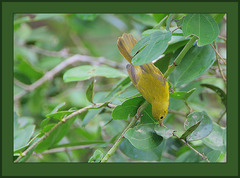 Little Yellow Flycatcher photo 2