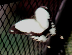 Papilio dardanus cenea