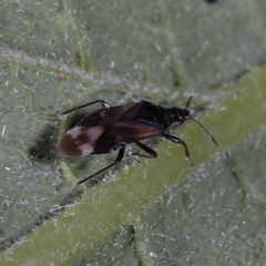 Anthocoris confusus