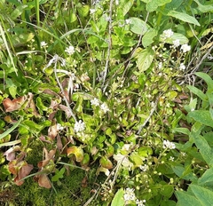Cochlearia pyrenaica
