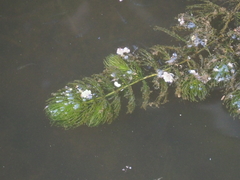 Ceratophyllum demersum