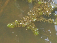 Ceratophyllum demersum