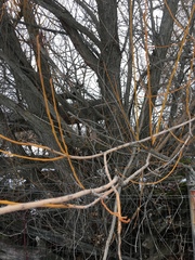 Salix × fragilis vitellina