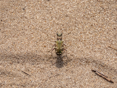 Cicindela soluta