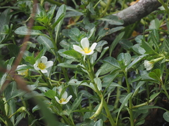 Ludwigia adscendens