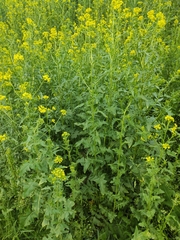 Sisymbrium loeselii