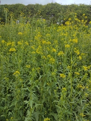 Sisymbrium loeselii