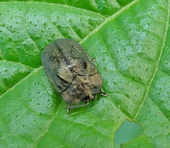 Chlamydocassis bicornuta