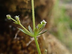 Galium spurium
