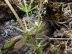 Galium spurium