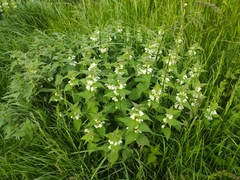 Lamium album