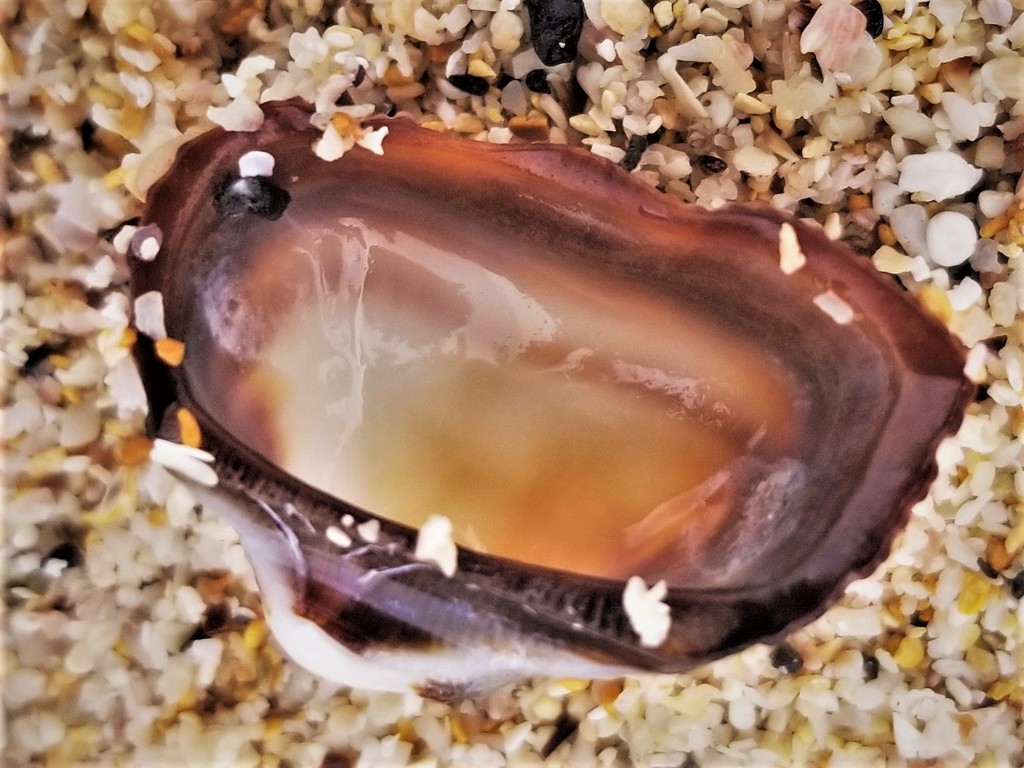 Lamarcka truncata