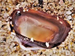 Barbatia lurida