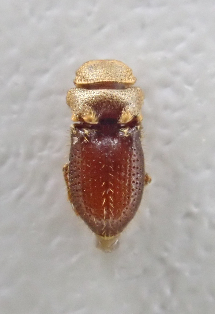 Alaudes setigera