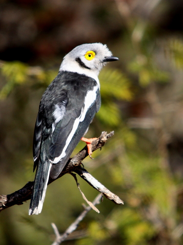 White-crested Helmetshrike