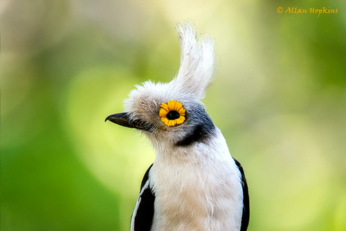 White-crested Helmetshrike