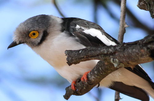 White-crested Helmetshrike