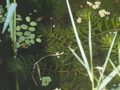 Ceratophyllum demersum