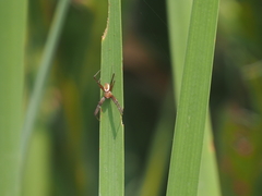 Argiope catenulata