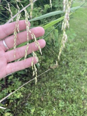 Zizaniopsis miliacea