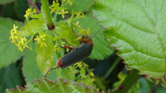 Cantharis rustica