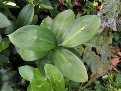 Ruscus