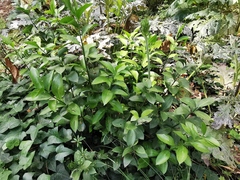 Ruscus