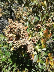 Gaiadendron punctatum