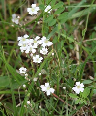 Gypsophila repens