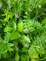 Vicia sepium