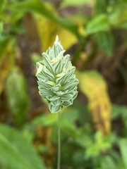 Phalaris canariensis