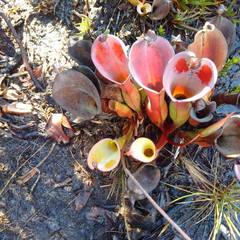 Heliamphora nutans