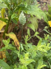 Phalaris canariensis