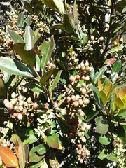 Gaiadendron punctatum