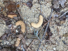 Canachites canadensis