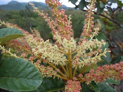 Clethra mexicana
