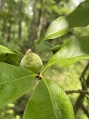 Amphibolips acuminata