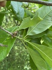 Amphibolips acuminata