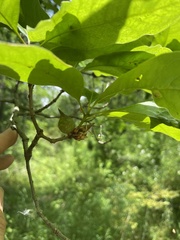 Amphibolips acuminata