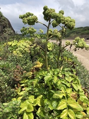 Angelica hirsutiflora