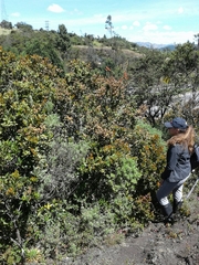 Gaiadendron punctatum