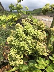 Angelica hirsutiflora