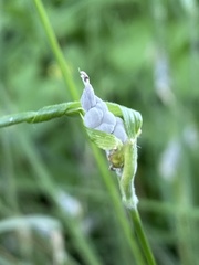 Atkinsonella texensis